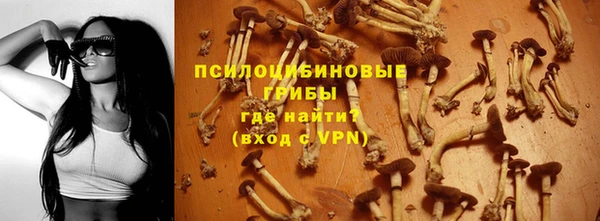 прущие грибы Елизово